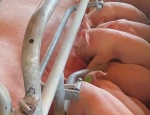 Camada extraordinaria de 16 lechones a los 14 días de edad