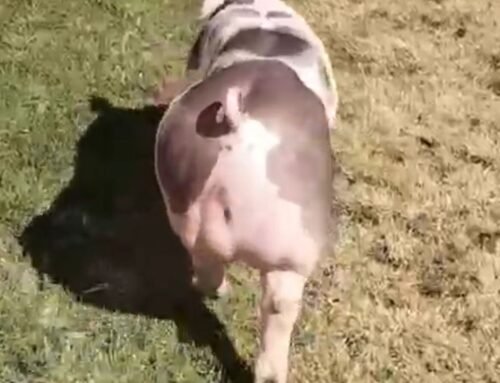 Raza Pietrain: genética de alto rendimiento disponible en Productora Porcina Nopaltepec