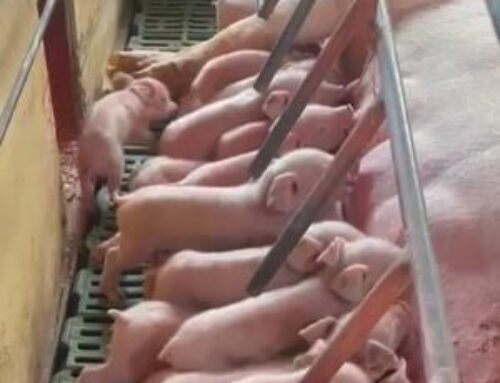 Hembra Landrace hiperprolífica con 26 lechones nacidos vivos