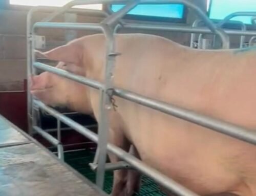 Línea Finlandesa F1 Large White – Landrace: Alta Capacidad Reproductiva